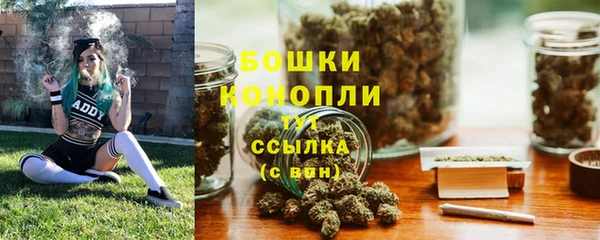 индика Новозыбков